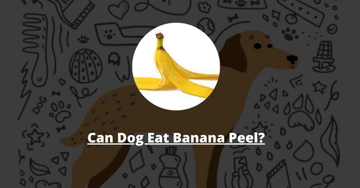 Can Dog Eat Banana Peel?