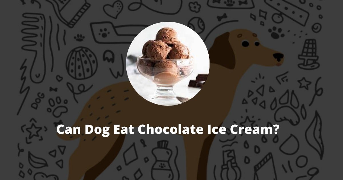 Can Dog Eat Chocolate Ice Cream