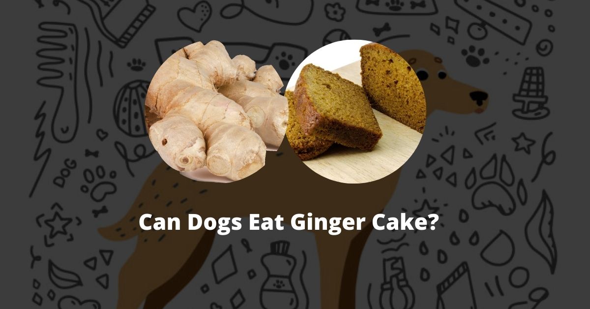 Can Dog Eat Ginger Cake?