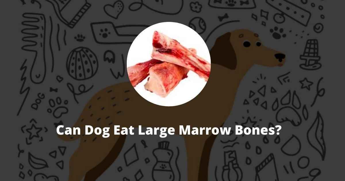 Can Dog Eat Large Marrow Bones?