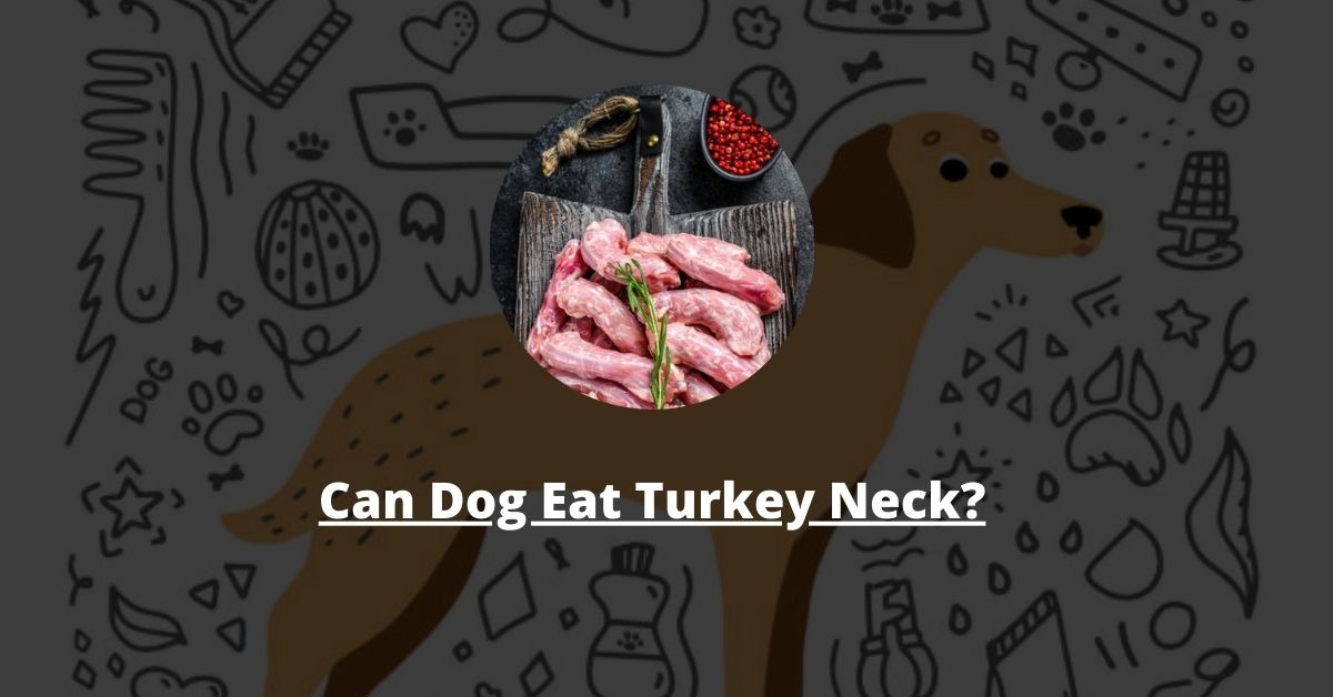 Can Dog Eat Turkey Neck?