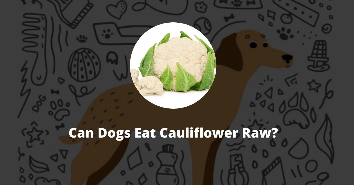 Can Dogs Eat Cauliflower Raw?