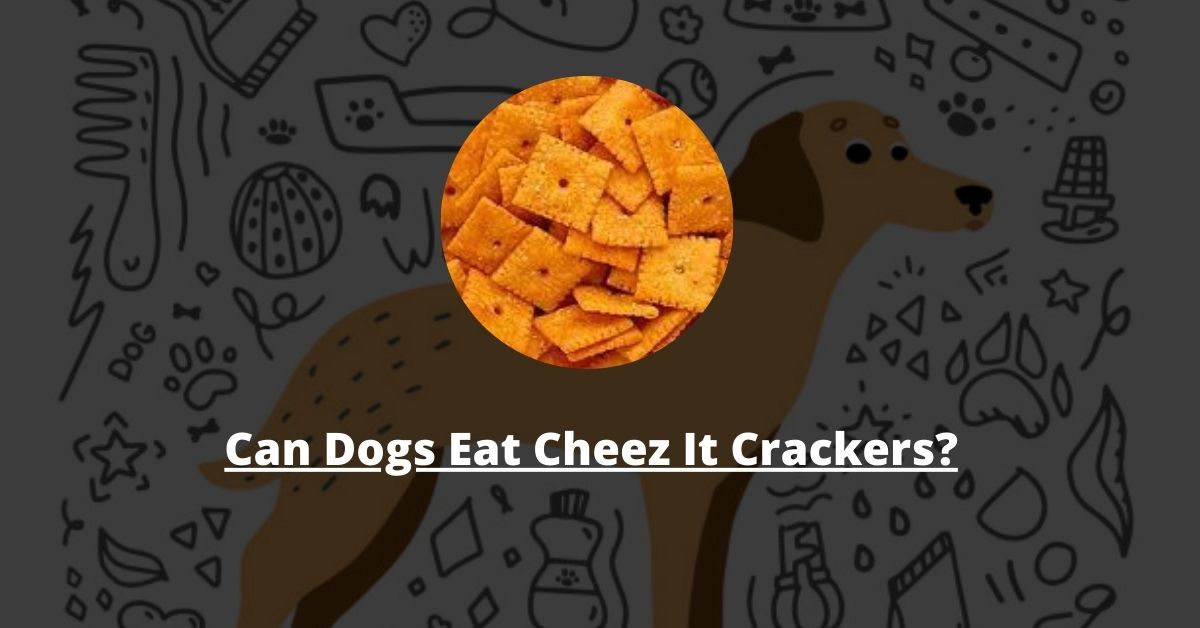Can Dogs Eat Cheez It Crackers?