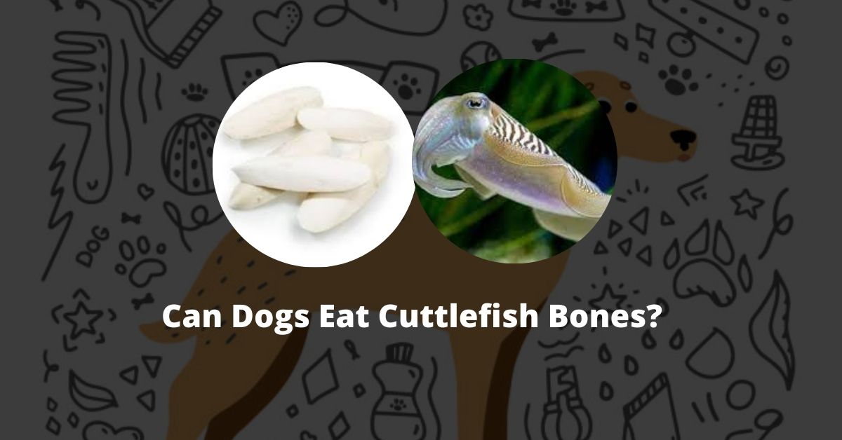 Can Dogs Eat Cuttlefish Bones?