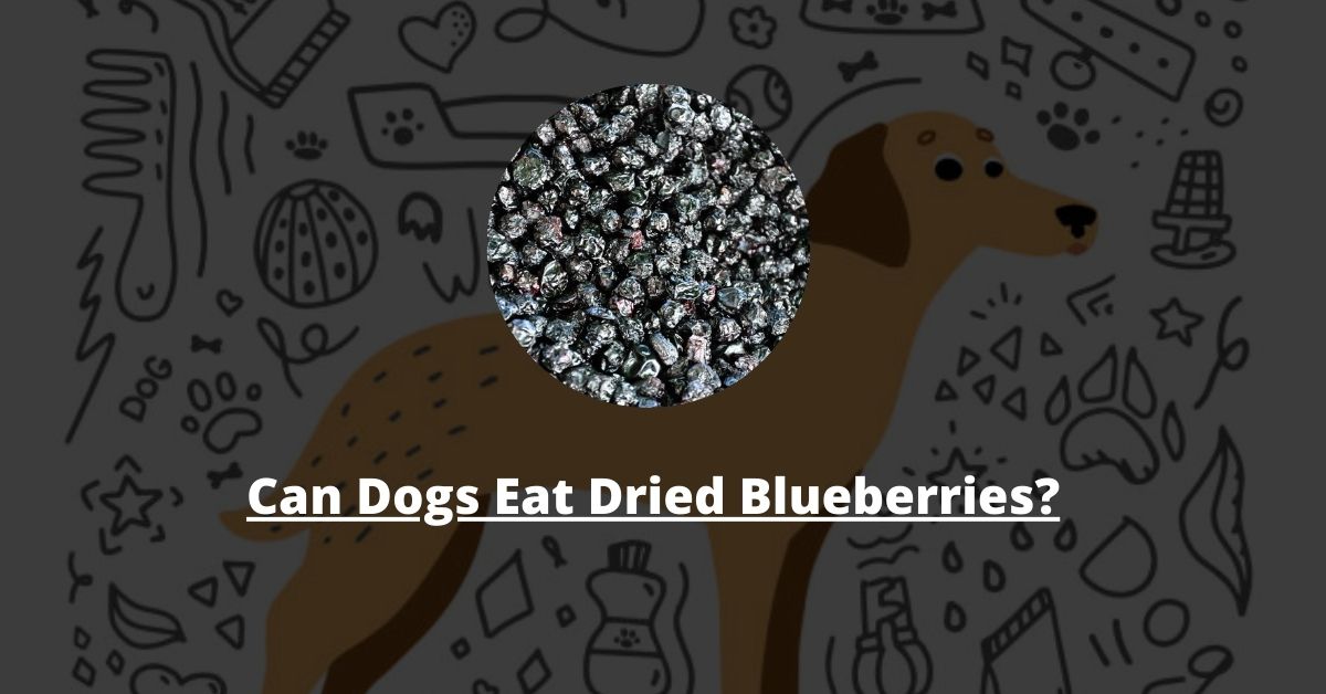 Can Dogs Eat Dried Blueberries?