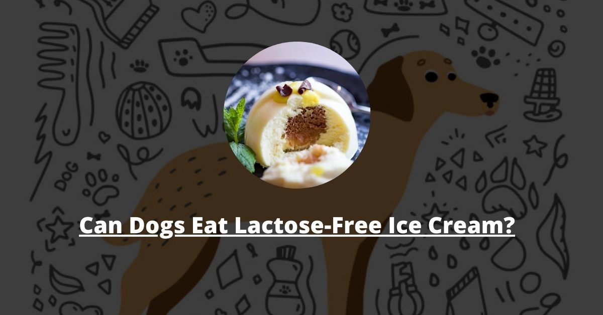 Can Dogs Eat Lactose-Free Ice Cream