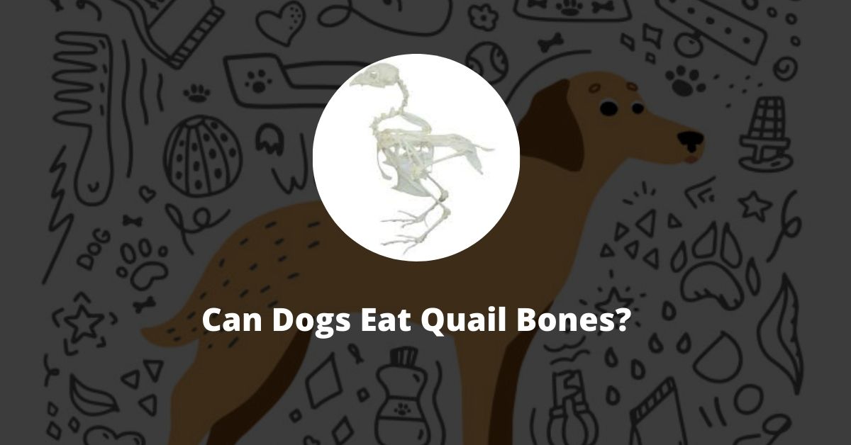 Can Dogs Eat Quail Bones?