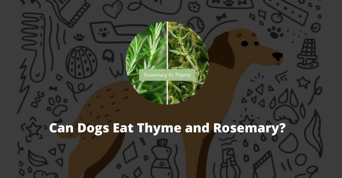 Can Dogs Eat Thyme and Rosemary