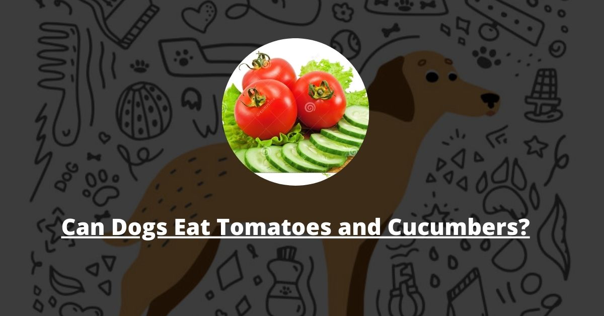 Can Dogs Eat Tomatoes and Cucumbers?