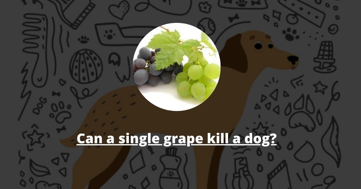 Can a Single Grape Kill a Dog?
