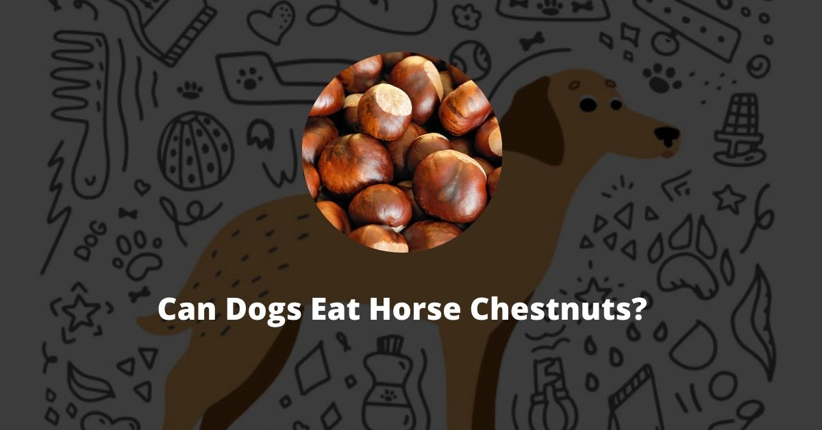 Can dog Eat horse chestnuts?