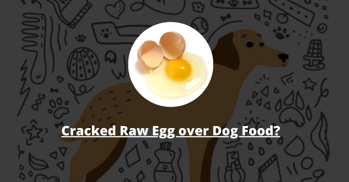 Cracked Raw Egg over Dog Food