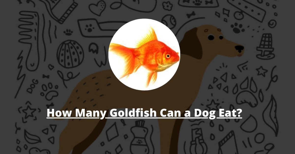 How Many Goldfish Can a Dog Eat