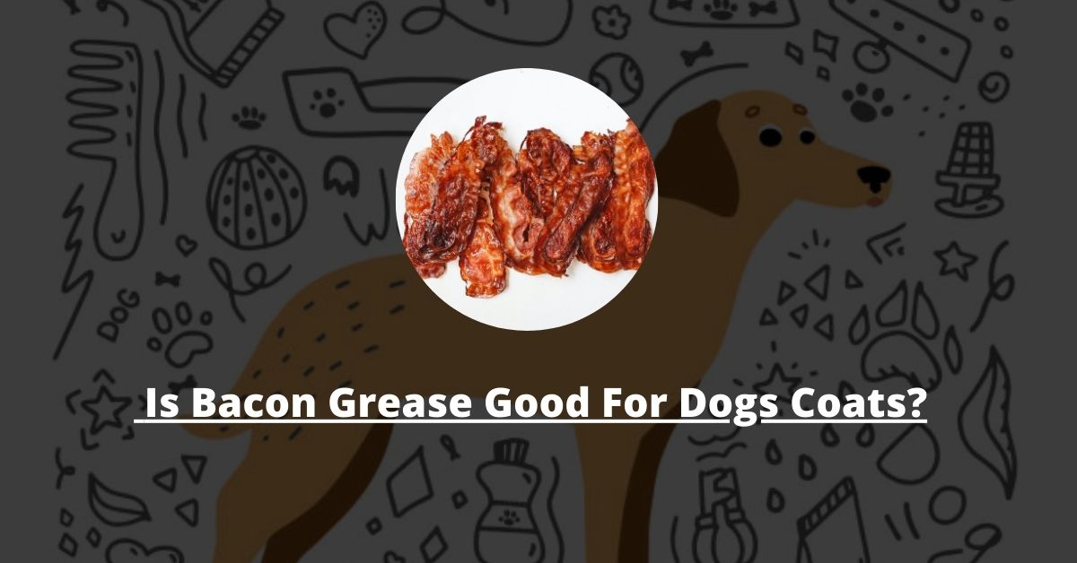 Is Bacon Grease Good for Dogs Coats?