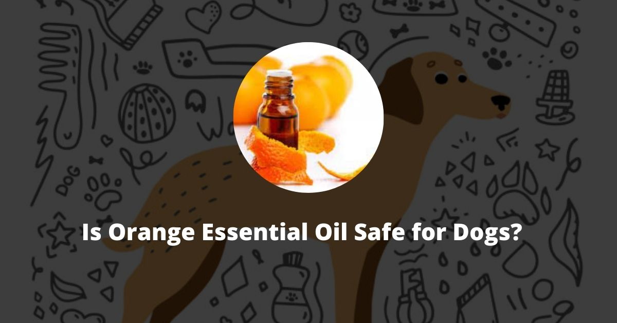 Is Orange Essential Oil Safe for Dogs