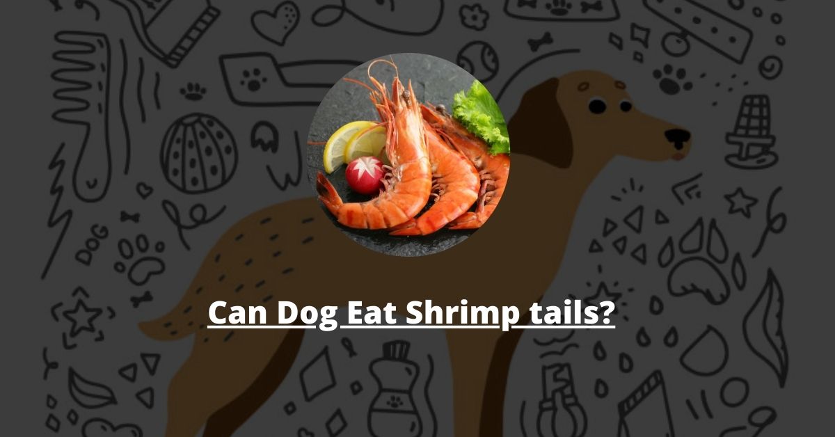 What to Do if Your Dog Eats Shrimp Tails?