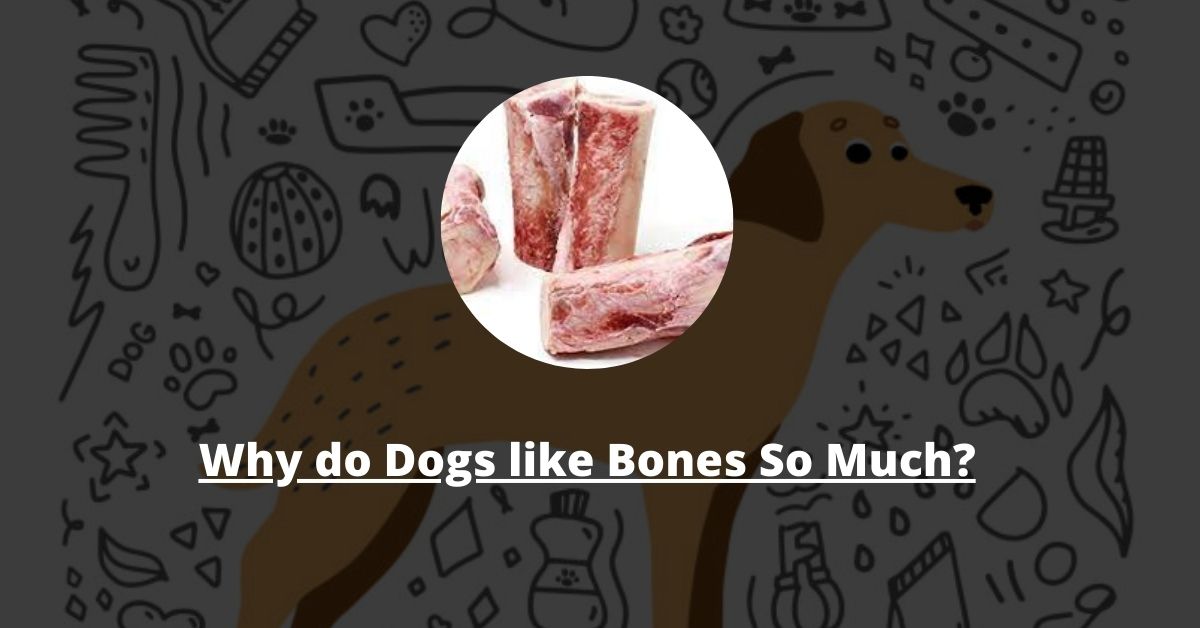 Why Do Dogs Like Bones so Much?