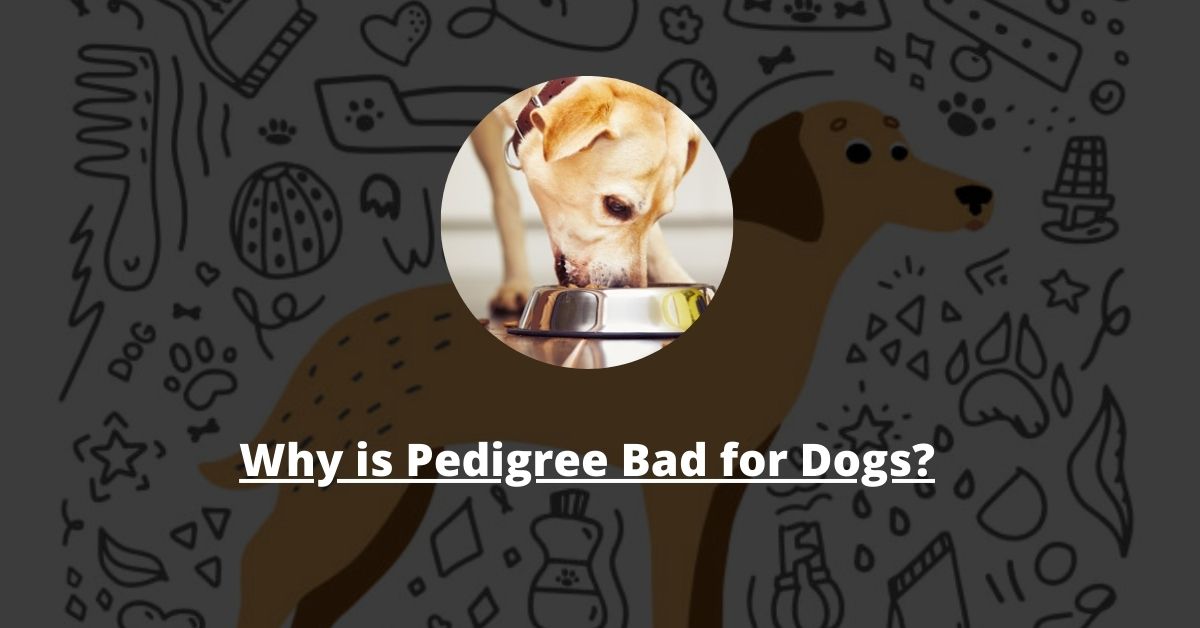 Why Is Pedigree Bad for Dogs?